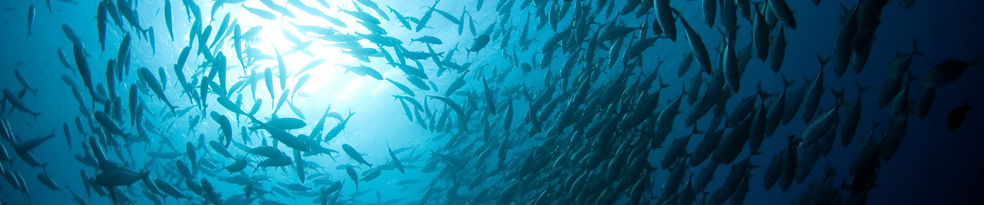 Kenai River Sockeye Fly Rig - Kodiak Custom Fishing Tackle