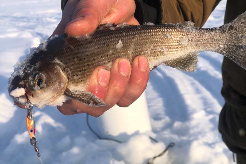 Lake Trout Tube Jigs - Kodiak Custom Fishing Tackle