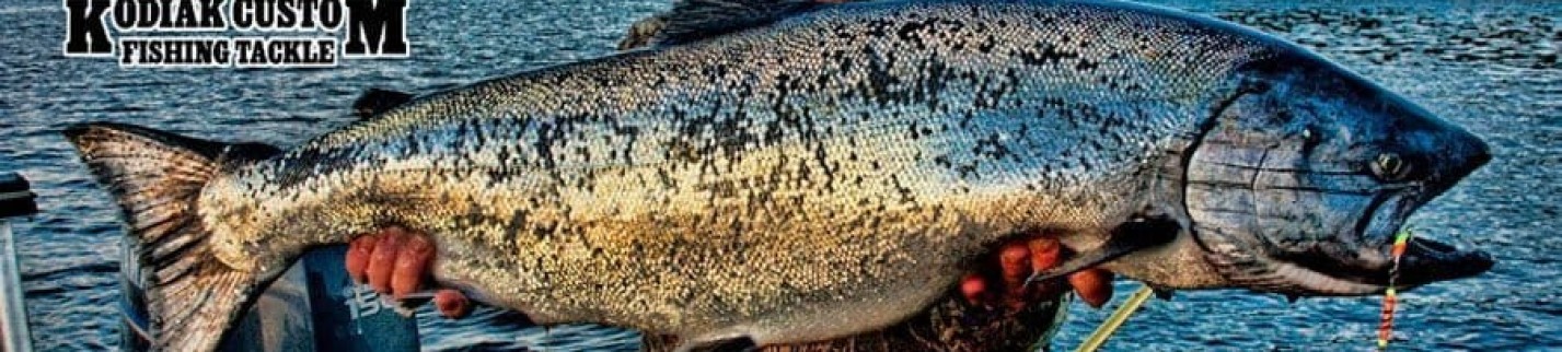 Salmon Photos Gallery